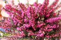 Erica carnea 'Rubinteppich', Winterheide