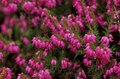 Erica cinerea 'C.D. Eason', Dopheide