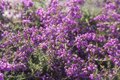 Erica cinerea 'Pallas', Dopheide