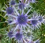 Eryngium bourgatii, Kruisdistel