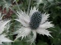 Eryngium giganteum, Kruisdistel