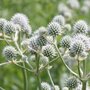 Eryngium yuccifolium, Yuccabladige Kruisdistel