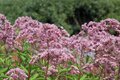 Eupatorium 'Mask', Leverkruid