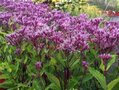 Eupatorium maculatum 'Purple Bush', Leverkruid