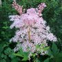 Filipendula rubra 'Venusta', Moerasspirea