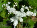 Filipendula ulmaria 'Plena', Moerasspirea (= Multiplex, Flore Pleno)