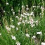 Gaura lindheimeri 'Summer Breeze', Prachtkaars