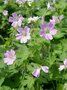 Geranium 'Chantilly', Ooievaarsbek