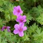 Geranium 'Dilys', Ooievaarsbek