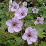 Geranium 'Joy', Ooievaarsbek