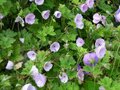 Geranium 'Lilac Ice', Ooievaarsbek