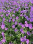 Geranium 'Sirak', Ooievaarsbek