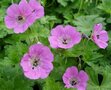 Geranium 'Sylvia's Surprise', Ooievaarsbek