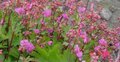 Geranium 'Sandy's Smile', Ooievaarsbek