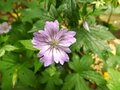 Geranium nodosum 'Marijke', Ooievaarsbek