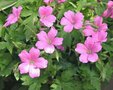 Geranium oxonianum 'Rosenlicht', Ooievaarsbek