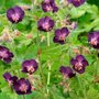 Geranium phaeum 'Raven', Ooievaarsbek