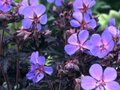 Geranium pratense 'Black Beauty', Beemdooievaarsbek