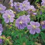 Geranium pratense 'Mrs Kendall Clark', Ooievaarsbek