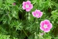 Geranium sanguineum 'Elke', Ooievaarsbek