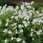 Geranium sylvaticum 'Album', Bosooievaarsbek