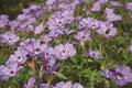 Geranium wallichianum 'Havana Blues', Bosooievaarsbek