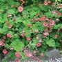 Geum rivale 'Leonard's Variety', Nagelkruid