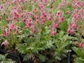 Geum triflorum, Nagelkruid