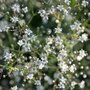 Gypsophila paniculata 'Schneeflocke', Gipskruid