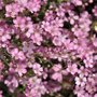 Gypsophila repens 'Rosa Schonheit'', Gipskruid