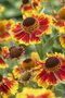 Helenium 'Biedermeier', Zonnekruid