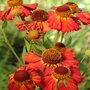 Helenium 'Indianersommer', Zonnekruid