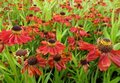 Helenium 'Kupferzwerg', Zonnekruid