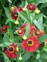 Helenium 'Red Jewel', Zonnekruid