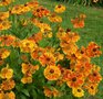 Helenium 'Waltraut', Zonnekruid