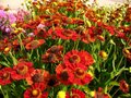 Helenium autumnale 'Salsa', Zonnekruid