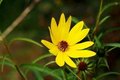 Helianthus microcephalis 'Straffe Prairie Gast', Zonnebloem