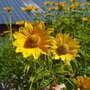 Heliopsis helianthoides 'Sunny Wink', Zonneoog