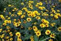 Heliopsis helianthoides 'Summer Nights', Zonneoog