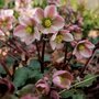 Helleborus ericsmithii 'Pirouette', Nieskruid