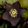 Helleborus orientalis 'Black', Nieskruid