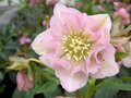 Helleborus orientalis 'Double Ellen Pink', Kerstroos,Nieskruid