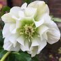 Helleborus orientalis 'Double Ellen Wit', Kerstroos,Nieskruid