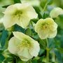 Helleborus orientalis 'Yellow Lady', Kerstroos,Nieskruid