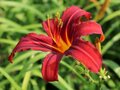 Hemerocallis 'Crimson Pirate', Daglelie