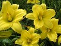 Hemerocallis 'Green Flutter', Daglelie