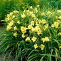 Hemerocallis 'Happy Returns', Daglelie