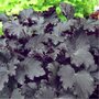 Heuchera 'Binoche', Purperklokje