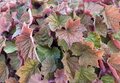 Heuchera 'Brownies', Purperklokje