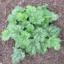 Heuchera americana 'Dale's Strain', Purperklokje (= Dale)